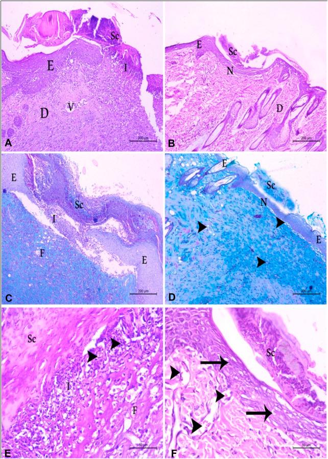 https://cdn.ncbi.nlm.nih.gov/pmc/blobs/23d4/12370739/83171e6b9ff0/fchem-13-1621717-g005.jpg