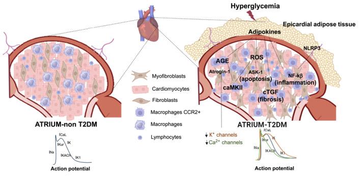 https://cdn.ncbi.nlm.nih.gov/pmc/blobs/23d5/12208619/f4ed7e8c928f/DMRR-41-e70065-g002.jpg