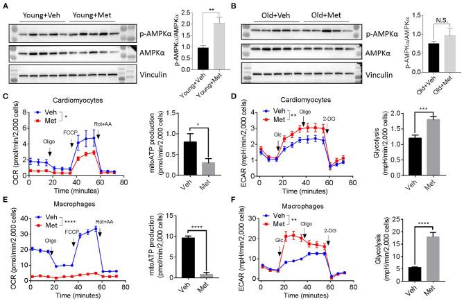 https://cdn.ncbi.nlm.nih.gov/pmc/blobs/23d7/7877555/0af318490de8/fcell-08-626011-g0004.jpg