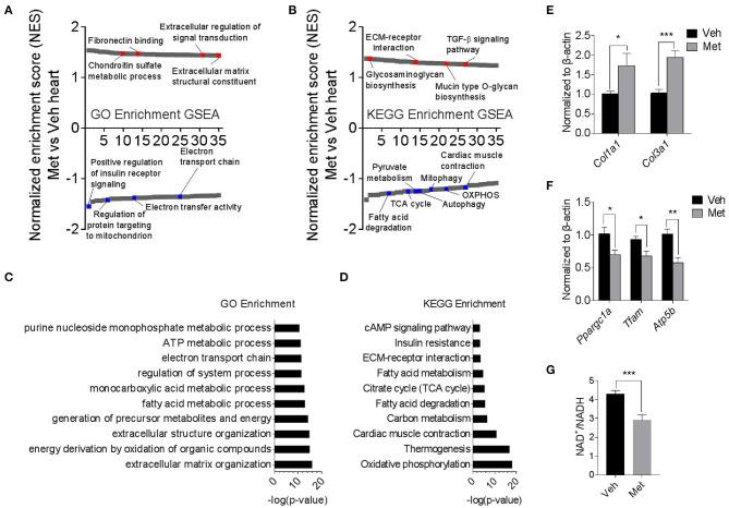 https://cdn.ncbi.nlm.nih.gov/pmc/blobs/23d7/7877555/dc964be1642b/fcell-08-626011-g0003.jpg