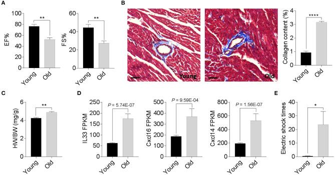 https://cdn.ncbi.nlm.nih.gov/pmc/blobs/23d7/7877555/f3dd90788fbf/fcell-08-626011-g0001.jpg