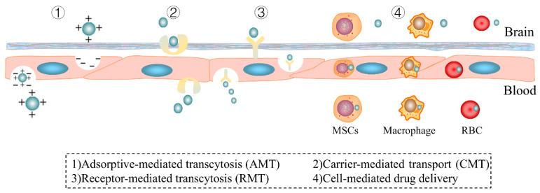 https://cdn.ncbi.nlm.nih.gov/pmc/blobs/23d9/11945504/35da53e9cba7/pharmaceutics-17-00280-g002.jpg