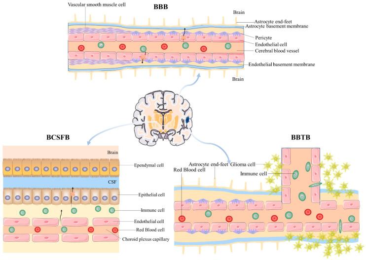 https://cdn.ncbi.nlm.nih.gov/pmc/blobs/23d9/11945504/9f1c1048d7d7/pharmaceutics-17-00280-g001.jpg