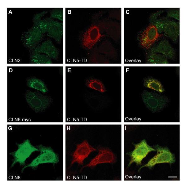 https://cdn.ncbi.nlm.nih.gov/pmc/blobs/23da/2790443/e41d38de47e0/1471-2121-10-83-3.jpg