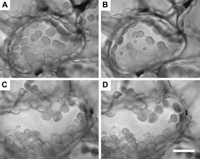 https://cdn.ncbi.nlm.nih.gov/pmc/blobs/23da/2955749/292607e73a64/jexboterq242f03_ht.jpg