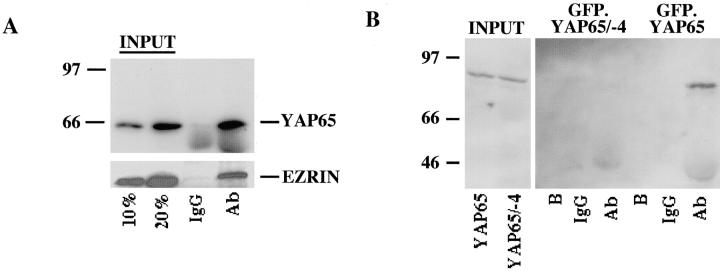 https://cdn.ncbi.nlm.nih.gov/pmc/blobs/23db/2156157/1affe35f8fd9/JCB9905059.f6ab.jpg