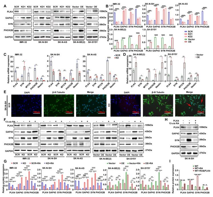 https://cdn.ncbi.nlm.nih.gov/pmc/blobs/23dc/12374821/2f6188db585d/ijbsv21p4979g002.jpg