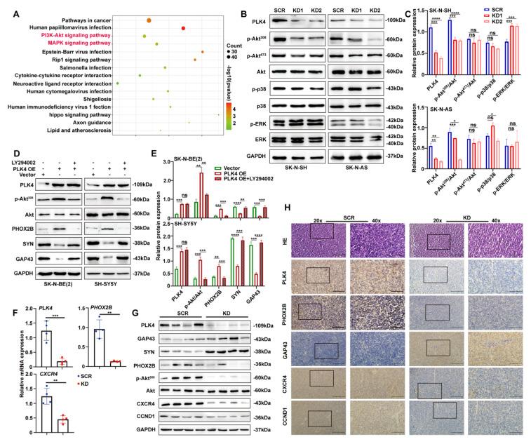 https://cdn.ncbi.nlm.nih.gov/pmc/blobs/23dc/12374821/533632c7c961/ijbsv21p4979g003.jpg