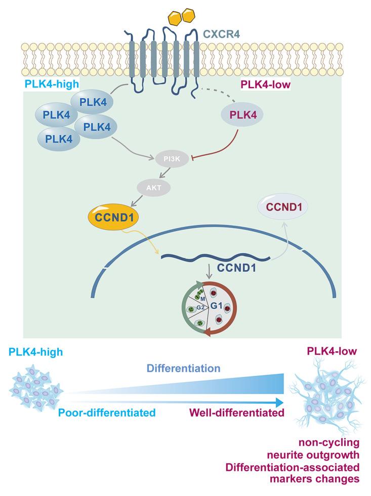 https://cdn.ncbi.nlm.nih.gov/pmc/blobs/23dc/12374821/c8720ebfa67e/ijbsv21p4979g007.jpg