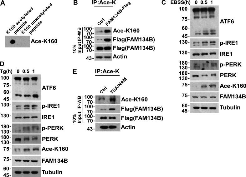 https://cdn.ncbi.nlm.nih.gov/pmc/blobs/23dd/10103787/9318bd0d1725/JCB_202201068_FigS1.jpg