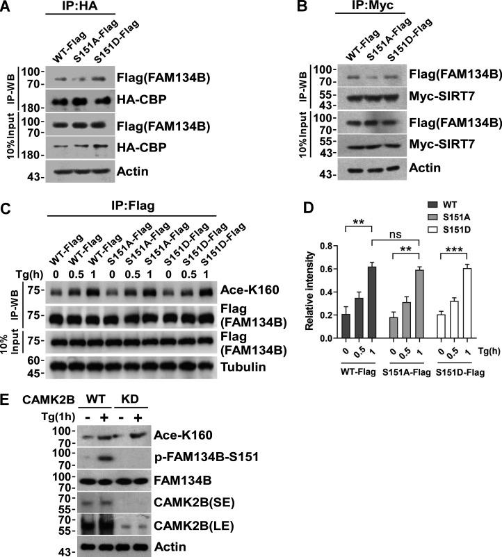 https://cdn.ncbi.nlm.nih.gov/pmc/blobs/23dd/10103787/d0dc785b0fd5/JCB_202201068_FigS4.jpg