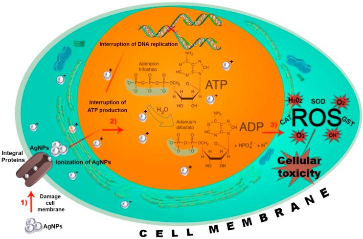 https://cdn.ncbi.nlm.nih.gov/pmc/blobs/23e2/11643678/3df8e4f1a7c0/molecules-29-05520-g002.jpg