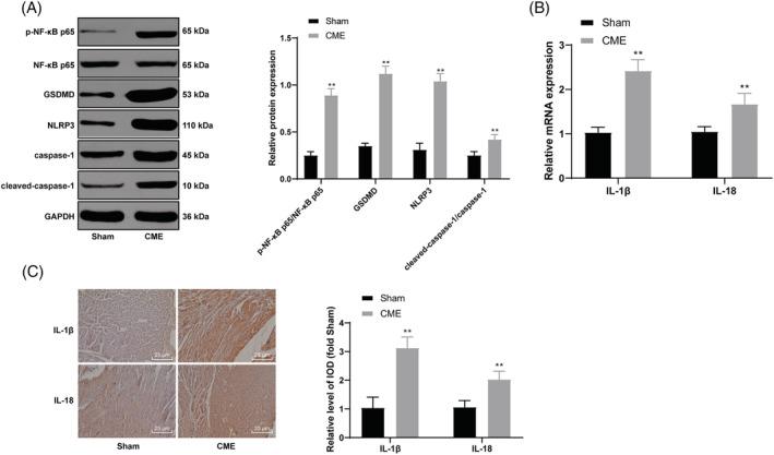 https://cdn.ncbi.nlm.nih.gov/pmc/blobs/23e4/9065873/17cf9bb0c613/EHF2-9-1689-g006.jpg