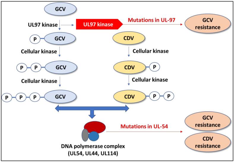 https://cdn.ncbi.nlm.nih.gov/pmc/blobs/23e5/10303229/23429a5746fb/viruses-15-01358-g001.jpg
