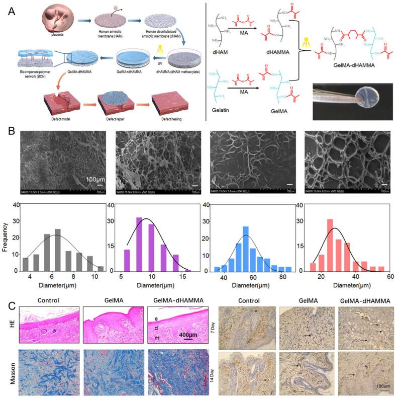 https://cdn.ncbi.nlm.nih.gov/pmc/blobs/23ea/12194566/0b236a725be5/materials-18-02752-g003.jpg