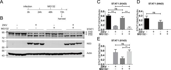 https://cdn.ncbi.nlm.nih.gov/pmc/blobs/23eb/10783001/4f8a288a3e48/spectrum.03609-23.f003.jpg