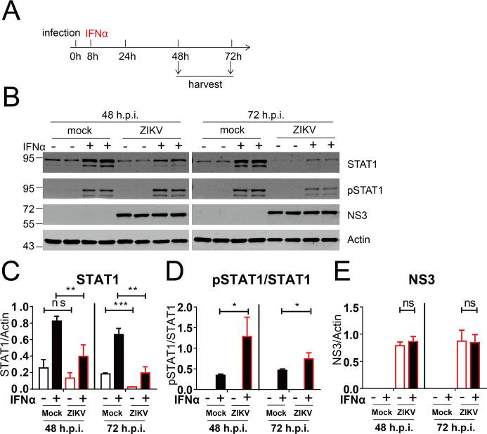 https://cdn.ncbi.nlm.nih.gov/pmc/blobs/23eb/10783001/671a966e62da/spectrum.03609-23.f001.jpg