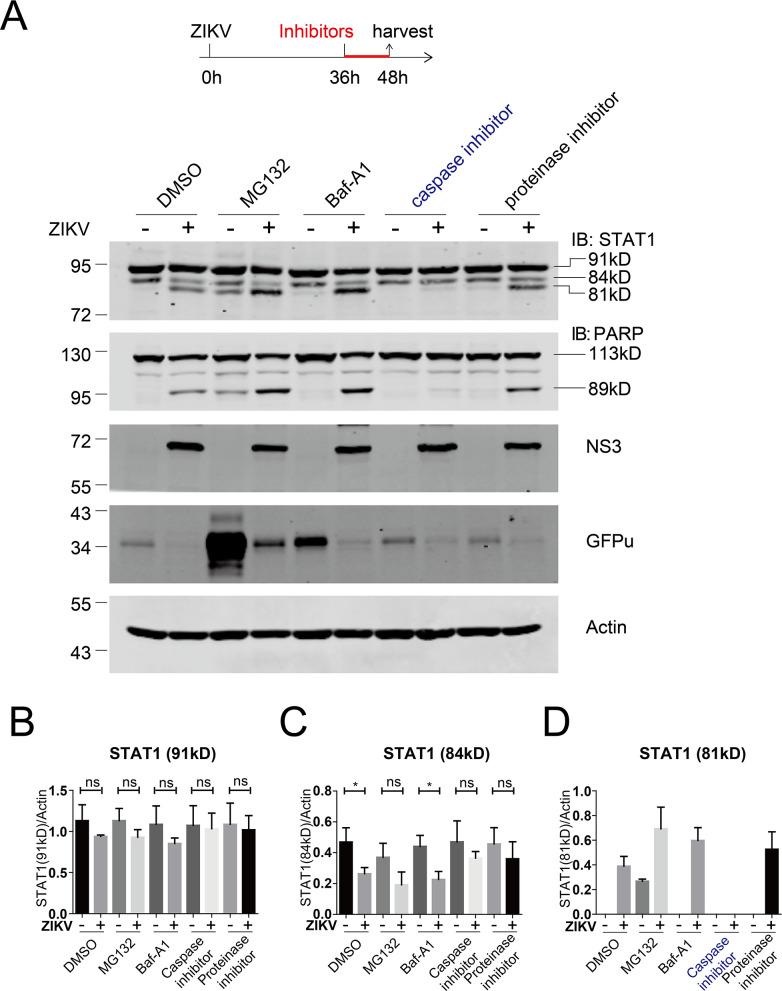 https://cdn.ncbi.nlm.nih.gov/pmc/blobs/23eb/10783001/d9115ab6b63d/spectrum.03609-23.f004.jpg
