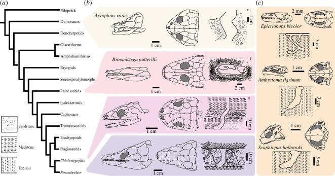 https://cdn.ncbi.nlm.nih.gov/pmc/blobs/23f0/11521612/55cb5a03b34b/rspb.2024.1041.f004.jpg