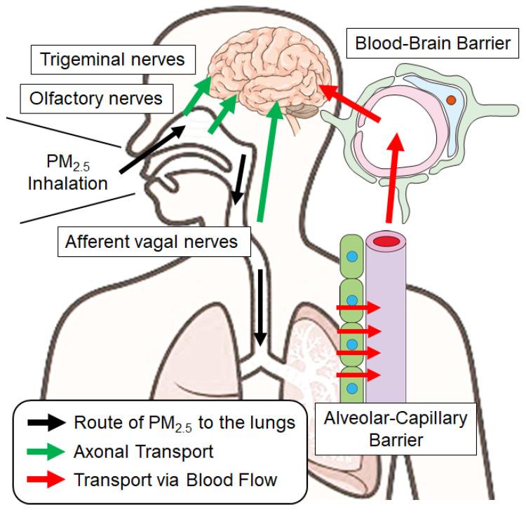 https://cdn.ncbi.nlm.nih.gov/pmc/blobs/23f0/12189059/4451dd6bc148/antioxidants-14-00730-g002.jpg