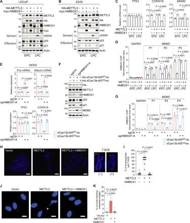 https://cdn.ncbi.nlm.nih.gov/pmc/blobs/23f0/8318370/f2487b731620/abg7073-F5.jpg