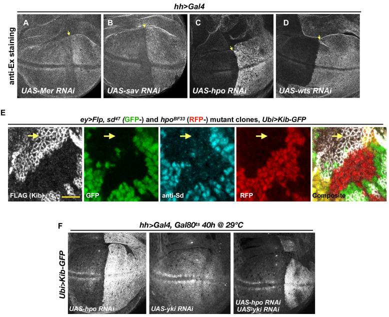 https://cdn.ncbi.nlm.nih.gov/pmc/blobs/23f1/7895526/477d88182bff/elife-62326-fig2-figsupp2.jpg