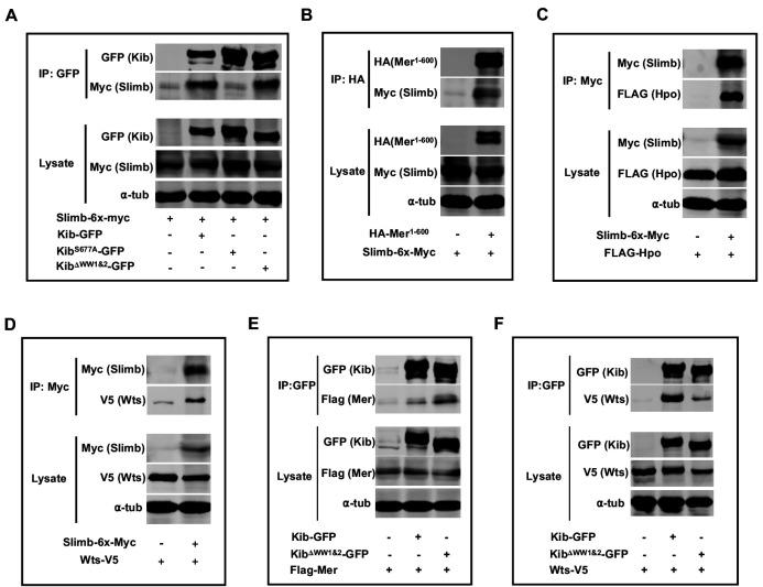 https://cdn.ncbi.nlm.nih.gov/pmc/blobs/23f1/7895526/af2ae4564562/elife-62326-fig6-figsupp2.jpg