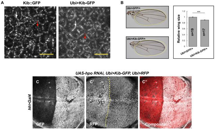 https://cdn.ncbi.nlm.nih.gov/pmc/blobs/23f1/7895526/db2f9a508aad/elife-62326-fig2-figsupp1.jpg