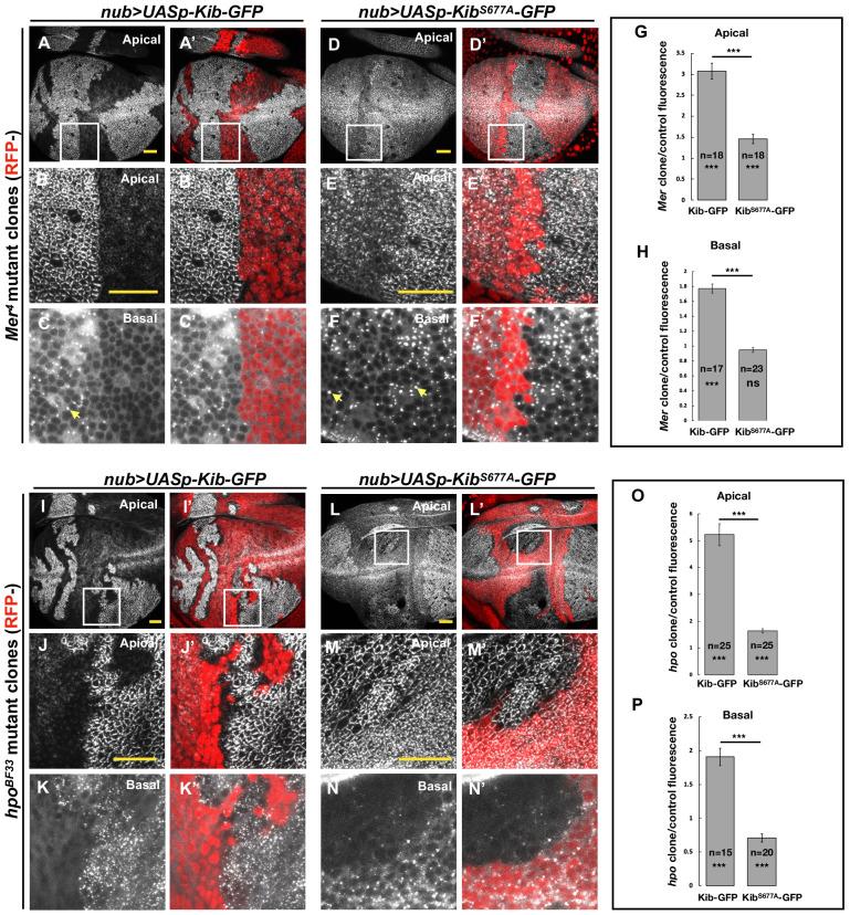 https://cdn.ncbi.nlm.nih.gov/pmc/blobs/23f1/7895526/f20892598248/elife-62326-fig4.jpg