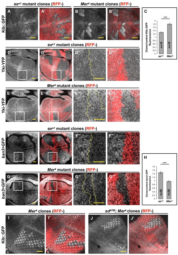 https://cdn.ncbi.nlm.nih.gov/pmc/blobs/23f1/7895526/fc470f246040/elife-62326-fig1.jpg