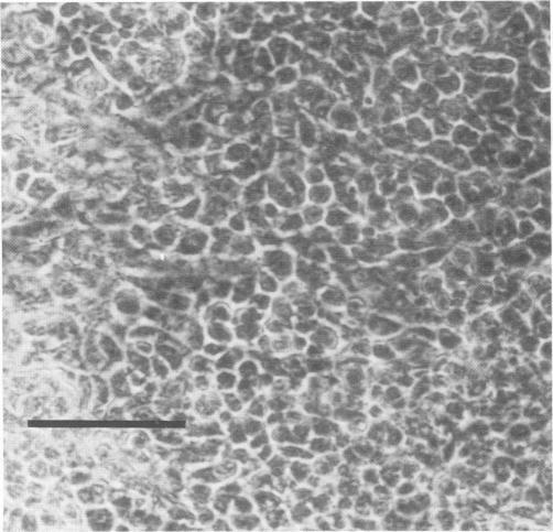 https://cdn.ncbi.nlm.nih.gov/pmc/blobs/23f6/253177/4daee74e6049/jvirol00084-0062-a.jpg