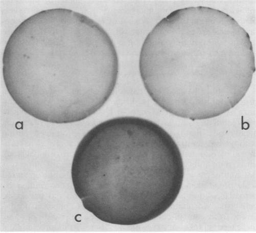 https://cdn.ncbi.nlm.nih.gov/pmc/blobs/23f6/253177/ad6d1988283d/jvirol00084-0063-b.jpg