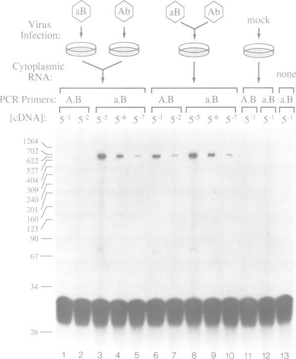 https://cdn.ncbi.nlm.nih.gov/pmc/blobs/23f6/556798/6901fa188f52/emboj00093-0364-a.jpg