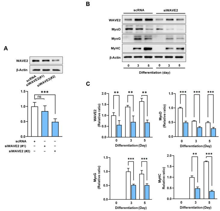 https://cdn.ncbi.nlm.nih.gov/pmc/blobs/23f7/10778525/46fbb9cc8833/cells-13-00009-g002.jpg