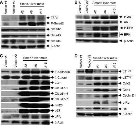 https://cdn.ncbi.nlm.nih.gov/pmc/blobs/23fa/2538763/bac41aa3b260/6604562f2.jpg