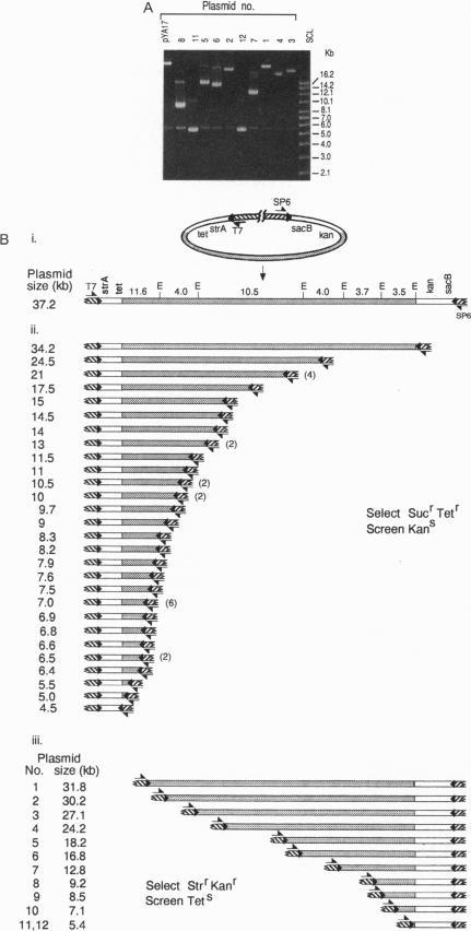 https://cdn.ncbi.nlm.nih.gov/pmc/blobs/23fd/47245/7f5f7d656480/pnas01473-0462-a.jpg