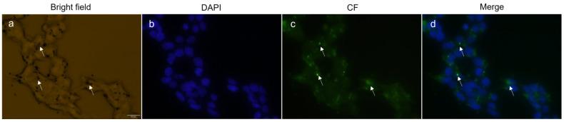https://cdn.ncbi.nlm.nih.gov/pmc/blobs/23ff/9784010/e33a042619eb/pharmaceutics-14-02694-g006.jpg