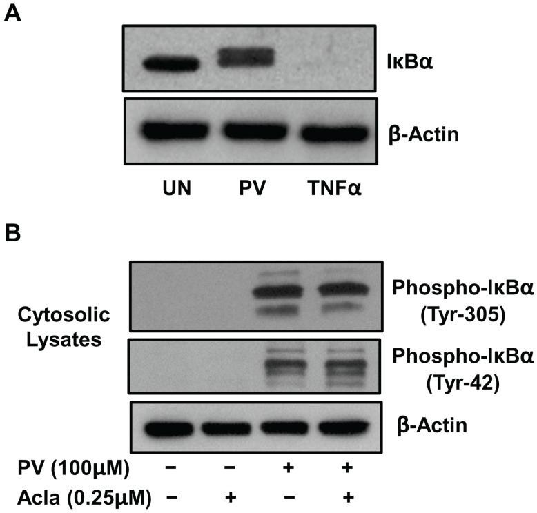 https://cdn.ncbi.nlm.nih.gov/pmc/blobs/2402/4384113/c0c0676393b6/biomolecules-05-00095-g001.jpg