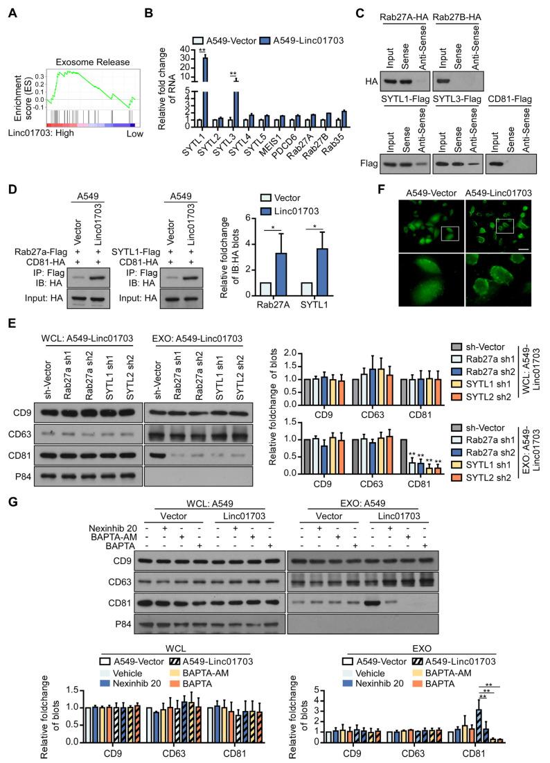 https://cdn.ncbi.nlm.nih.gov/pmc/blobs/2404/10742068/4237abff6825/cancers-15-05781-g005.jpg