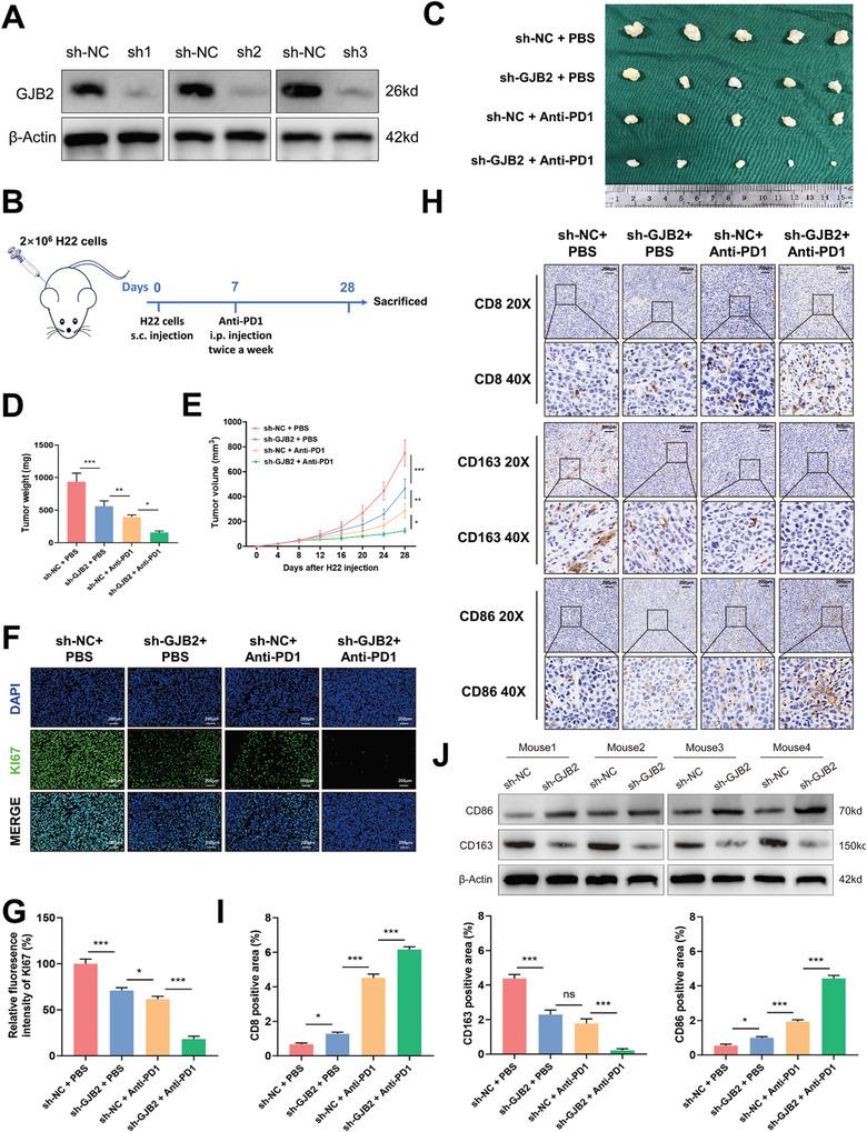 https://cdn.ncbi.nlm.nih.gov/pmc/blobs/2407/11497106/056a980a8b39/ADVS-11-2402115-g004.jpg