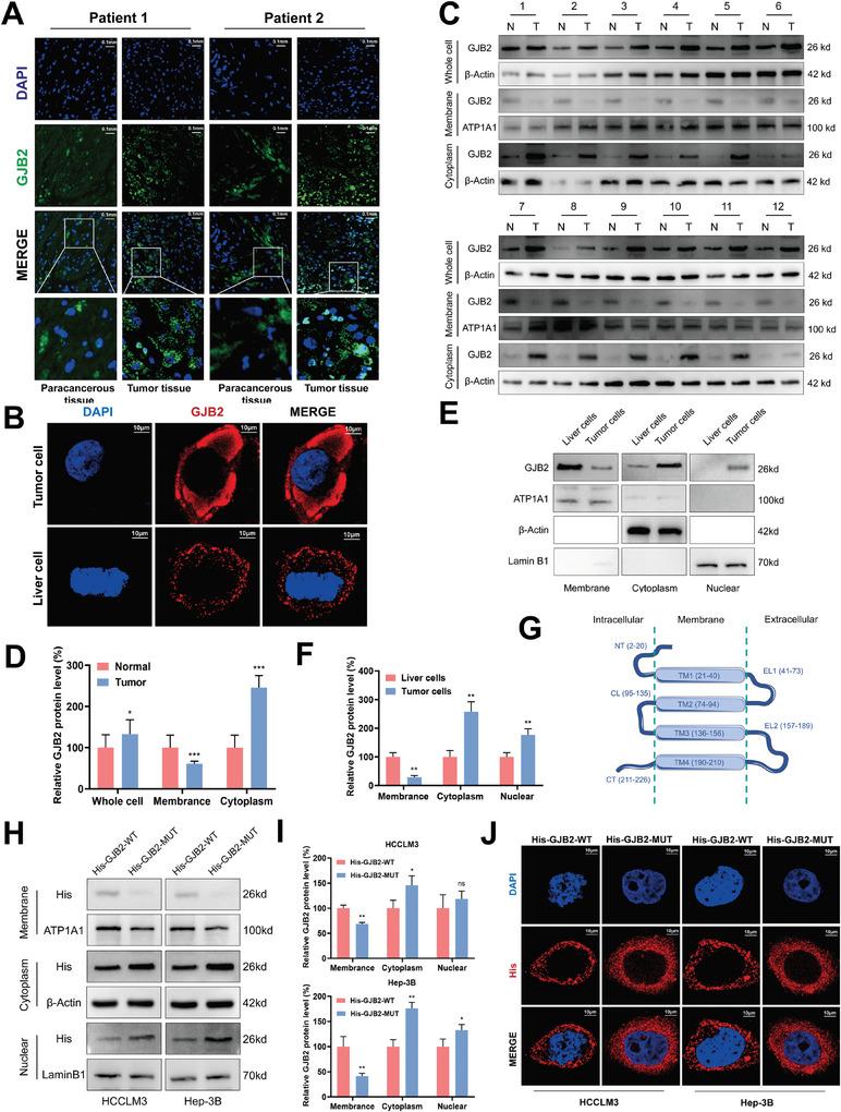 https://cdn.ncbi.nlm.nih.gov/pmc/blobs/2407/11497106/226e7d5a86c7/ADVS-11-2402115-g001.jpg