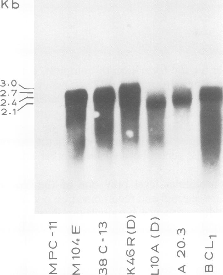 https://cdn.ncbi.nlm.nih.gov/pmc/blobs/240a/555108/2c7b609d4b20/emboj00255-0018-a.jpg