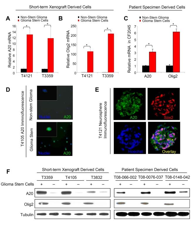 https://cdn.ncbi.nlm.nih.gov/pmc/blobs/240d/2826371/36d7e3e7dc62/pbio.1000319.g001.jpg