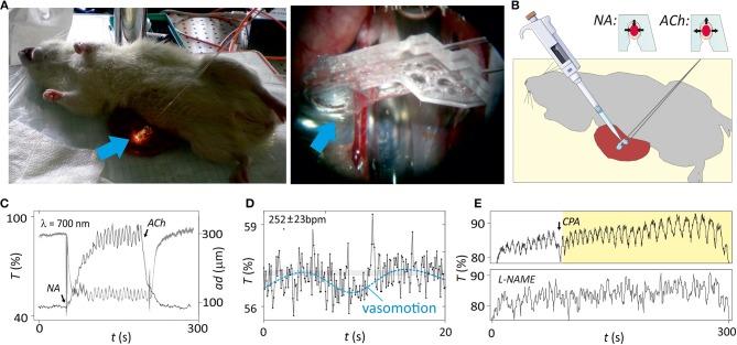 https://cdn.ncbi.nlm.nih.gov/pmc/blobs/2411/6664303/f1126ae701ba/fphys-10-00940-g0004.jpg