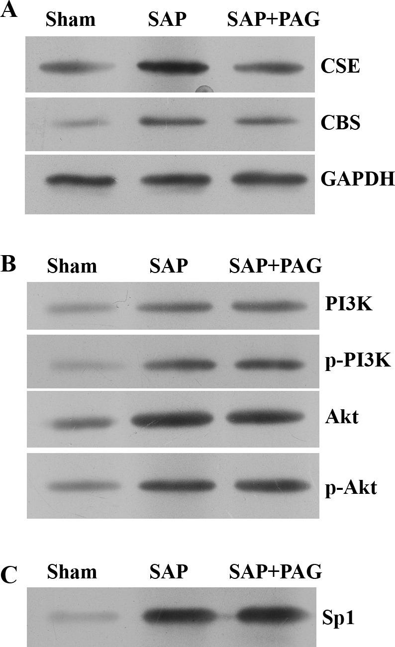 https://cdn.ncbi.nlm.nih.gov/pmc/blobs/2412/5408656/cdc0dc086837/bsr-2016-0483i004.jpg