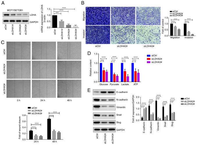https://cdn.ncbi.nlm.nih.gov/pmc/blobs/2415/10914311/5c9110dde280/ijmm-53-04-05364-g06.jpg
