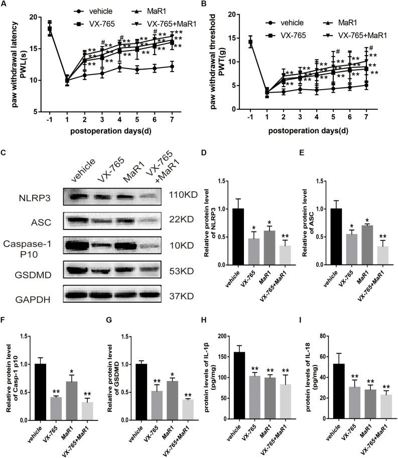 https://cdn.ncbi.nlm.nih.gov/pmc/blobs/2417/7479972/9aa82544a8d9/fnins-14-00831-g006.jpg