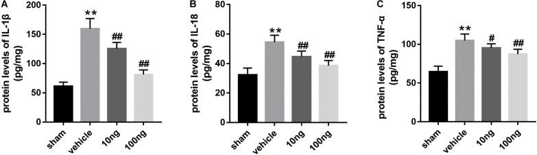 https://cdn.ncbi.nlm.nih.gov/pmc/blobs/2417/7479972/b55d5a89d99e/fnins-14-00831-g002.jpg