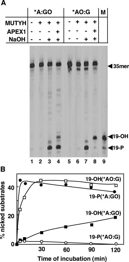 https://cdn.ncbi.nlm.nih.gov/pmc/blobs/2418/548358/688d3354d19f/gki214f3.jpg
