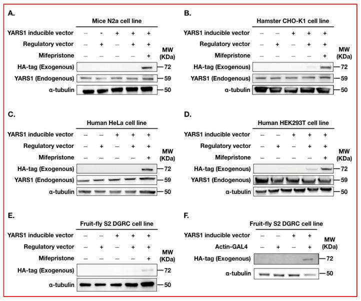 https://cdn.ncbi.nlm.nih.gov/pmc/blobs/241d/10670994/3b6824245fc9/ijms-24-16138-g002.jpg